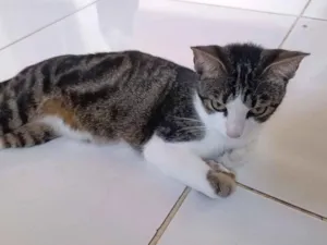 Gato raça SRD-ViraLata idade 7 a 11 meses nome Pérola 