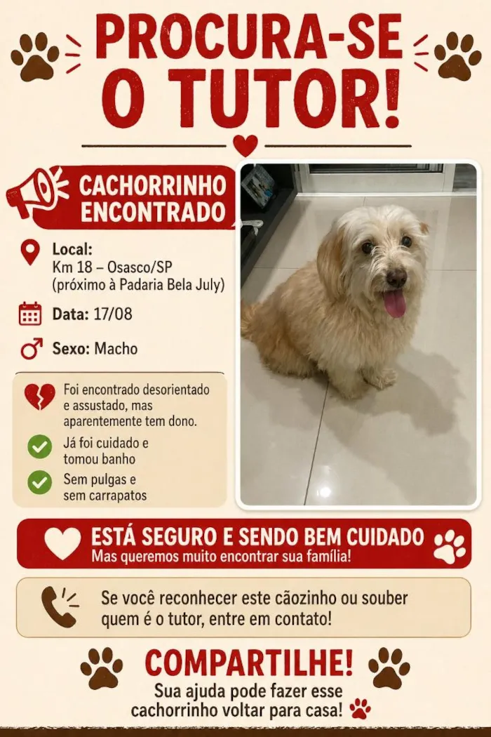 Cachorro raça Maltês idade 2 anos nome Não sei o nome (procurando o tutor)