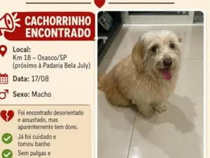 Cachorro raça Maltês idade 2 anos nome Não sei o nome (procurando o tutor)
