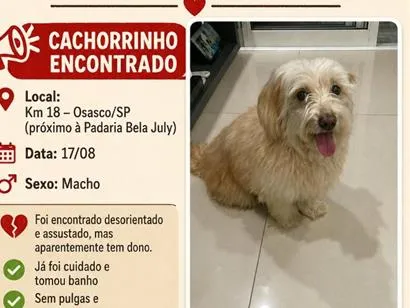 Cachorro raça Maltês idade 2 anos nome Não sei o nome (procurando o tutor)