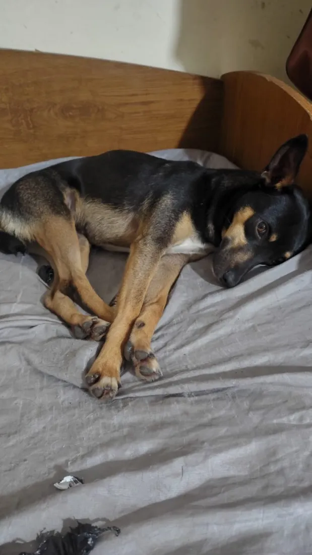 Cachorro raça SRD-ViraLata idade 4 anos nome Hanna