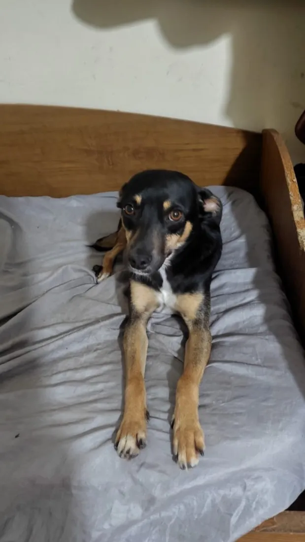 Cachorro raça SRD-ViraLata idade 4 anos nome Hanna