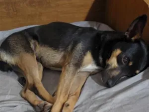 Cachorro raça SRD-ViraLata idade 4 anos nome Hanna