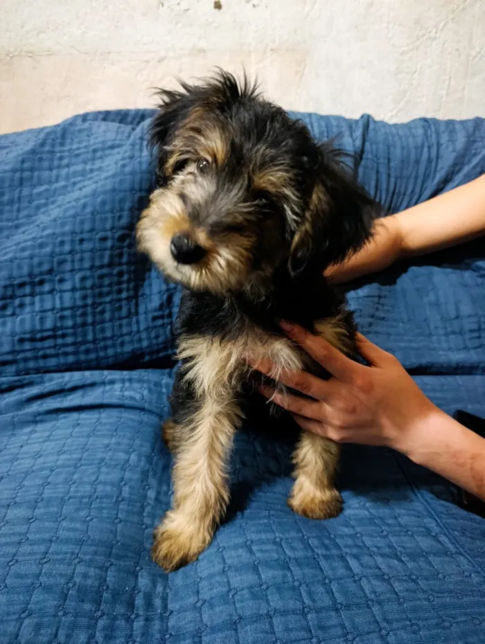 Cachorro raça SRD-ViraLata idade 2 a 6 meses nome Titã