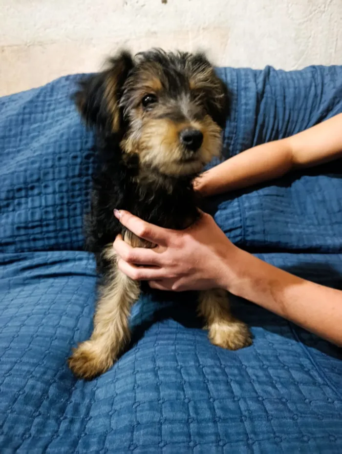 Cachorro raça SRD-ViraLata idade 2 a 6 meses nome Titã