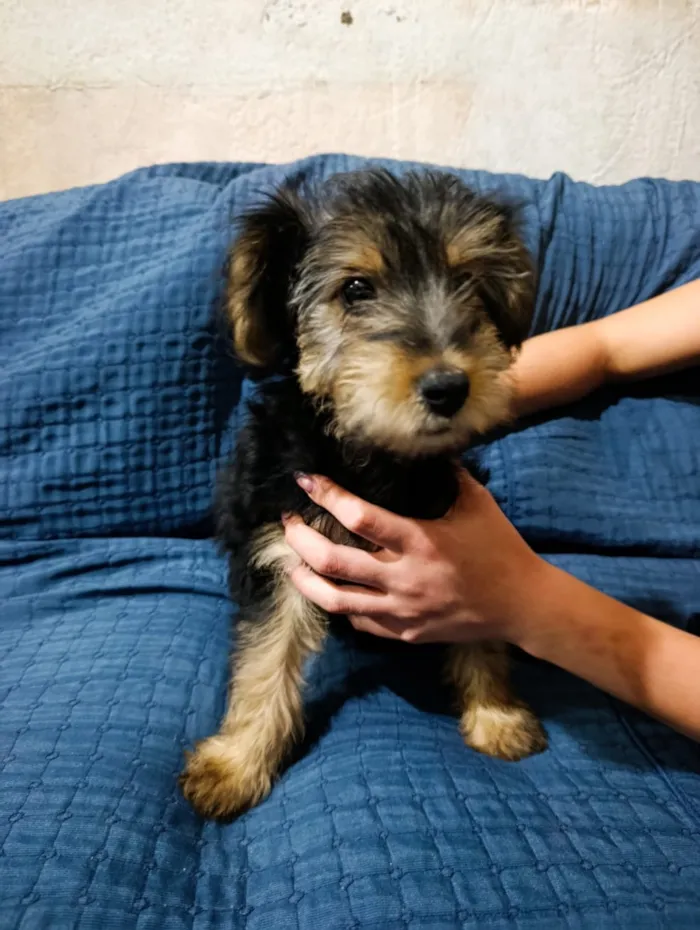 Cachorro raça SRD-ViraLata idade 2 a 6 meses nome Titã