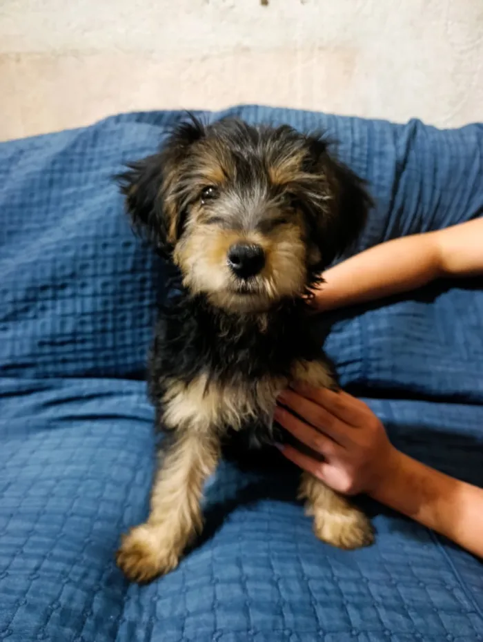 Cachorro raça SRD-ViraLata idade 2 a 6 meses nome Titã