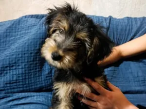 Cachorro raça SRD-ViraLata idade 2 a 6 meses nome Titã