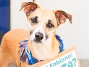 Cachorro raça SRD-ViraLata idade 2 anos nome Fabiano
