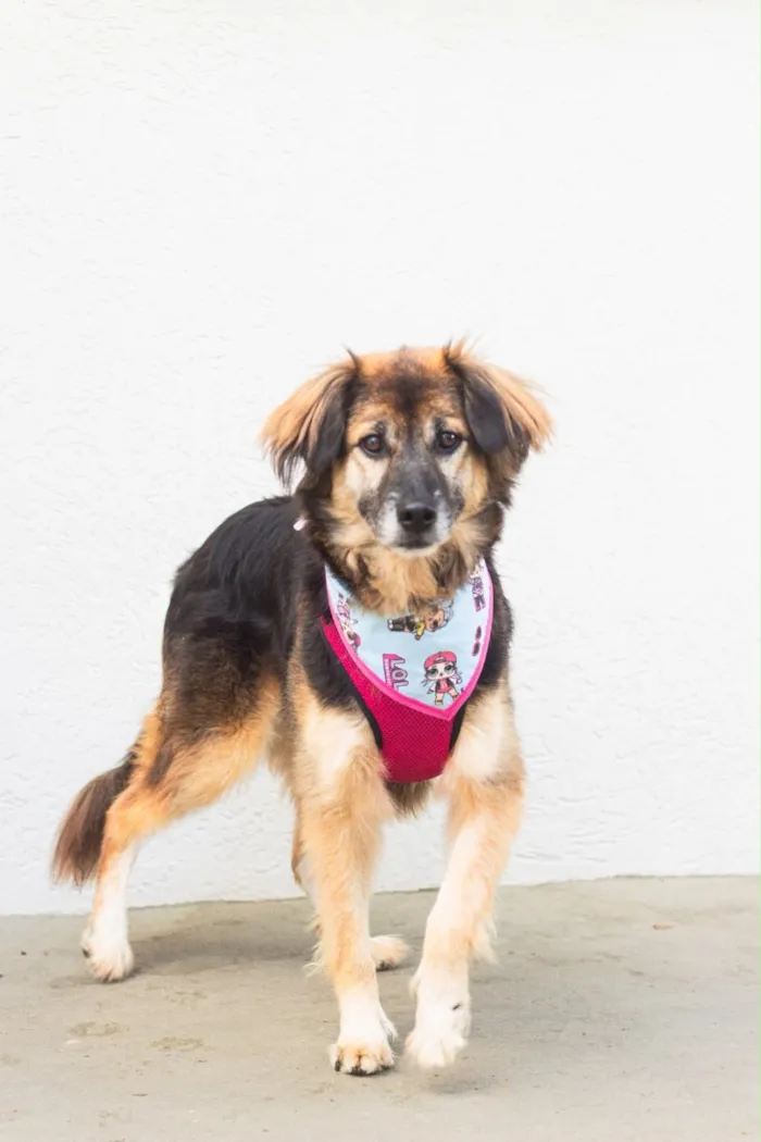 Cachorro raça SRD-ViraLata idade 3 anos nome Chita