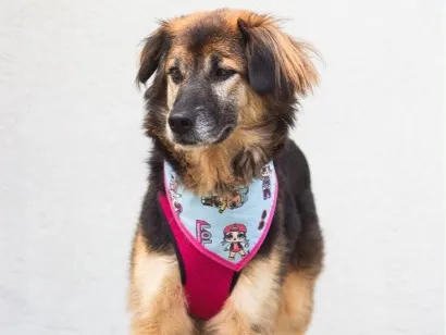 Cachorro raça SRD-ViraLata idade 3 anos nome Chita