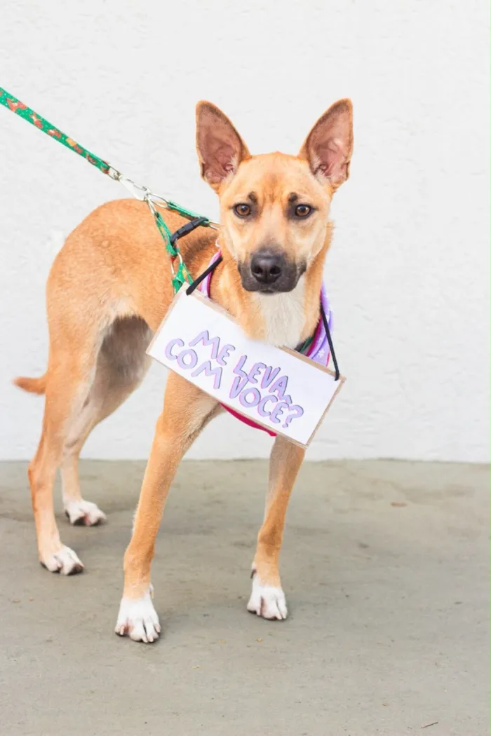 Cachorro raça SRD-ViraLata idade 1 ano nome Princesa 