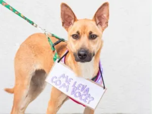 Cachorro raça SRD-ViraLata idade 1 ano nome Princesa 