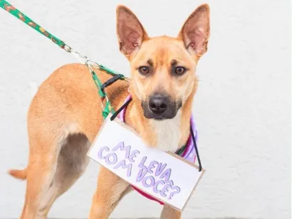 Cachorro raça SRD-ViraLata idade 1 ano nome Princesa 