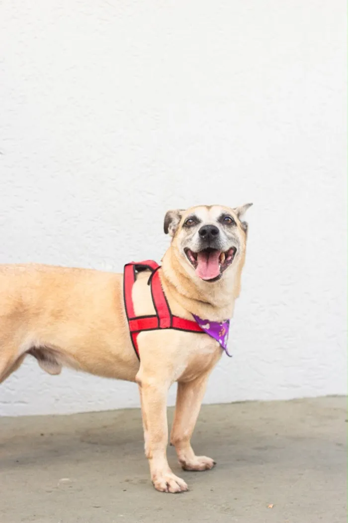 Cachorro raça SRD-ViraLata idade 6 ou mais anos nome Nick