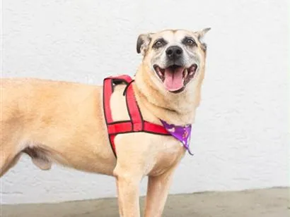 Cachorro raça SRD-ViraLata idade 6 ou mais anos nome Nick