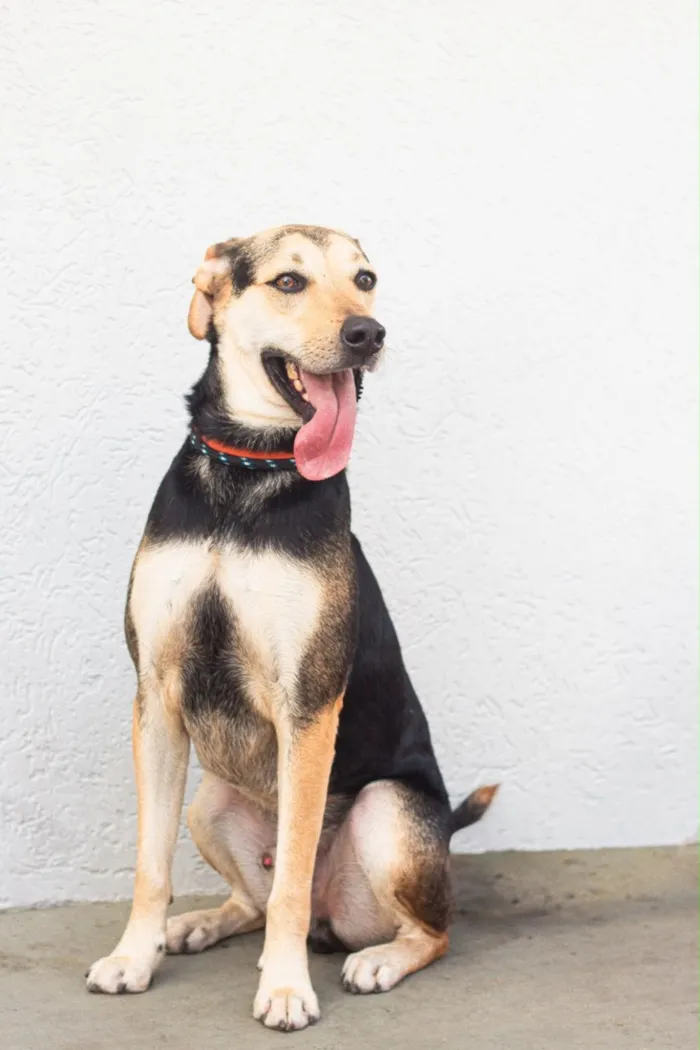 Cachorro raça SRD-ViraLata idade 2 anos nome Scooby