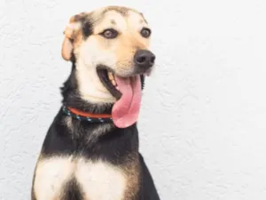 Cachorro raça SRD-ViraLata idade 2 anos nome Scooby