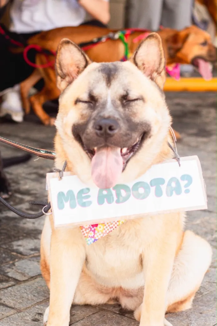 Cachorro raça SRD-ViraLata idade 1 ano nome Sol
