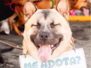 Cachorro raça SRD-ViraLata idade 1 ano nome Sol