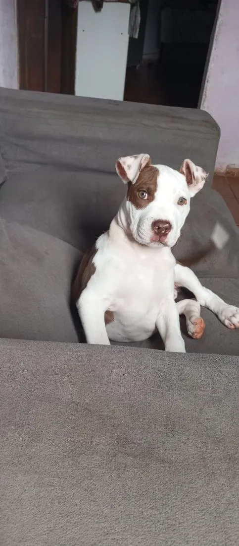 Cachorro raça Pit-Bull idade 2 anos nome jade