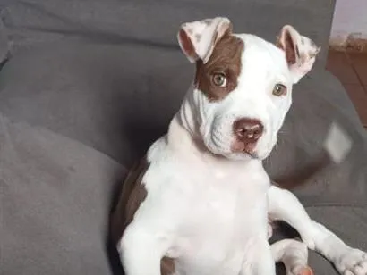 Cachorro raça Pit-Bull idade 2 anos nome jade