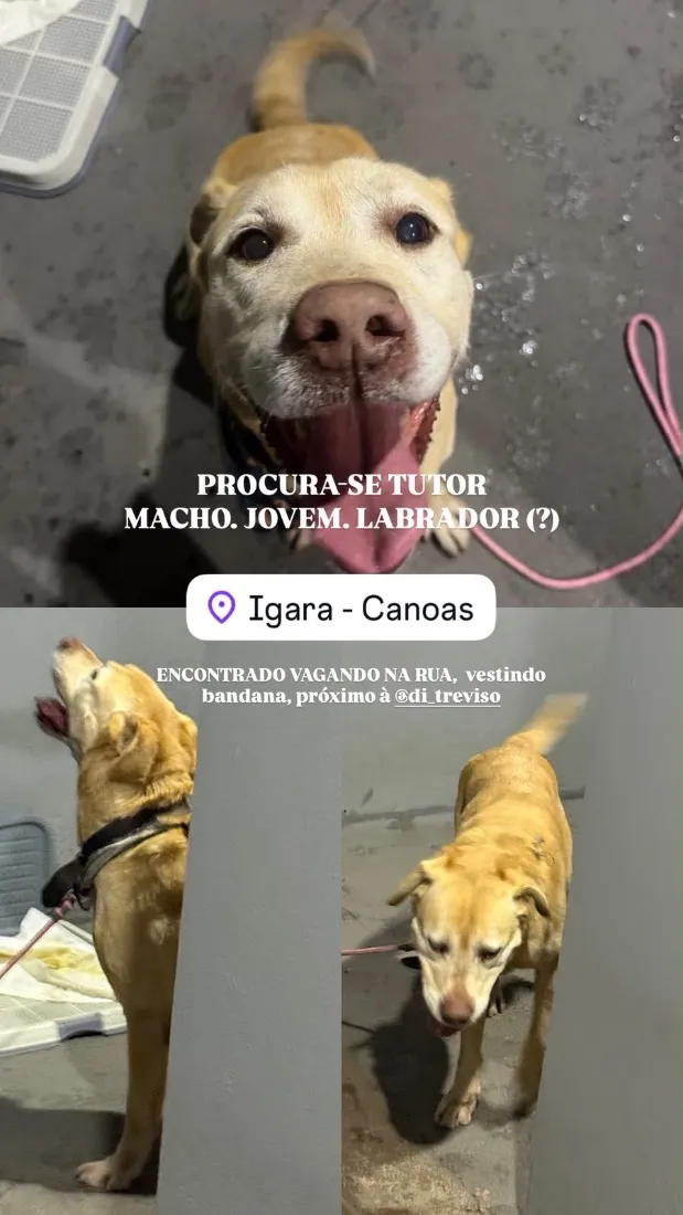 Cachorro raça Labrador idade 1 ano nome Não sei