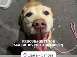 Cachorro raça Labrador idade 1 ano nome Não sei