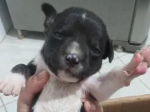 Cachorro raça SRD-ViraLata idade Abaixo de 2 meses nome não tem 