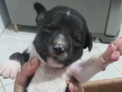 Cachorro raça SRD-ViraLata idade Abaixo de 2 meses nome não tem 
