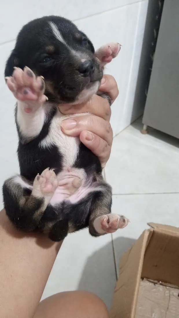 Cachorro raça SRD-ViraLata idade Abaixo de 2 meses nome não tem