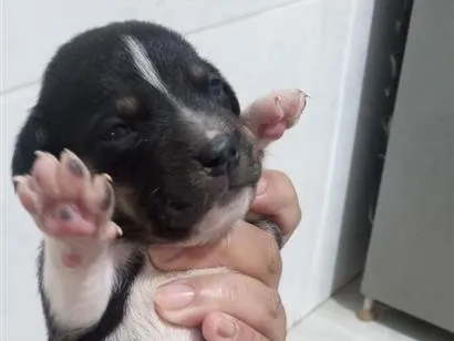 Cachorro raça SRD-ViraLata idade Abaixo de 2 meses nome não tem