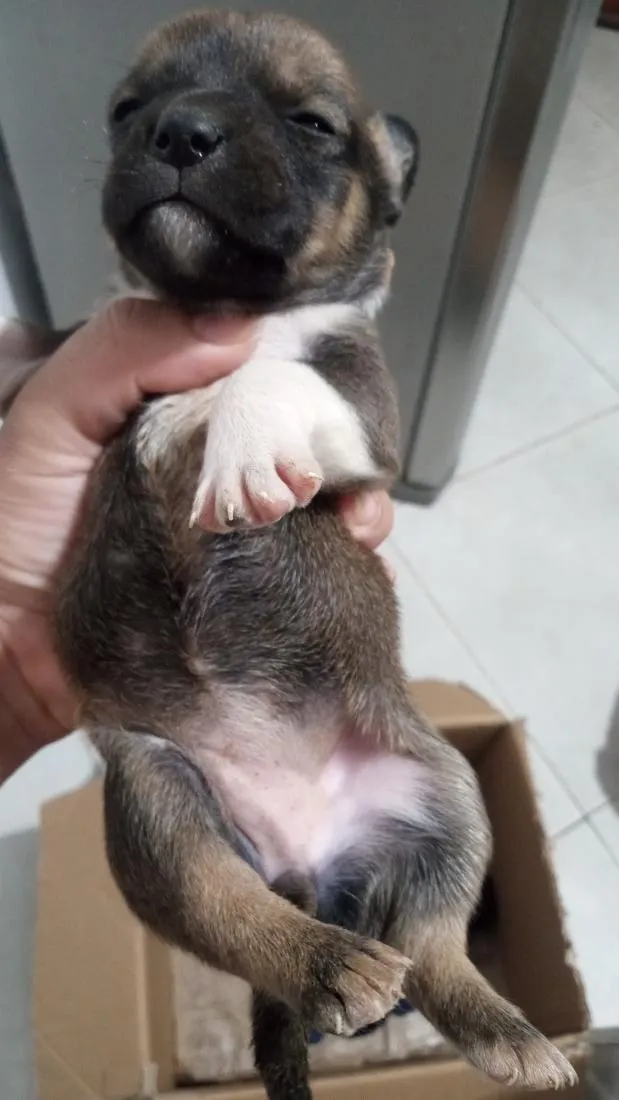 Cachorro raça SRD-ViraLata idade Abaixo de 2 meses nome não tem