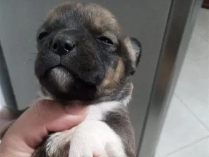 Cachorro raça SRD-ViraLata idade Abaixo de 2 meses nome não tem