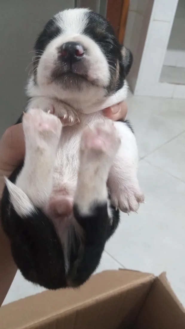 Cachorro raça SRD-ViraLata idade Abaixo de 2 meses nome não tem
