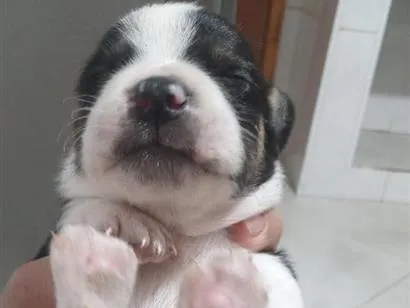 Cachorro raça SRD-ViraLata idade Abaixo de 2 meses nome não tem