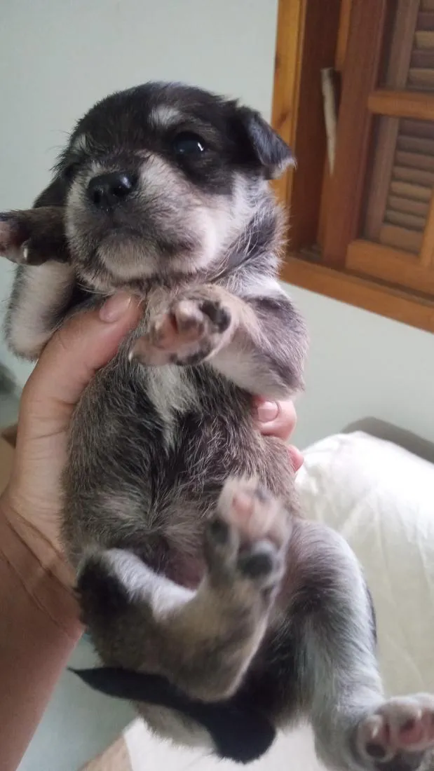 Cachorro raça SRD-ViraLata idade Abaixo de 2 meses nome não tem