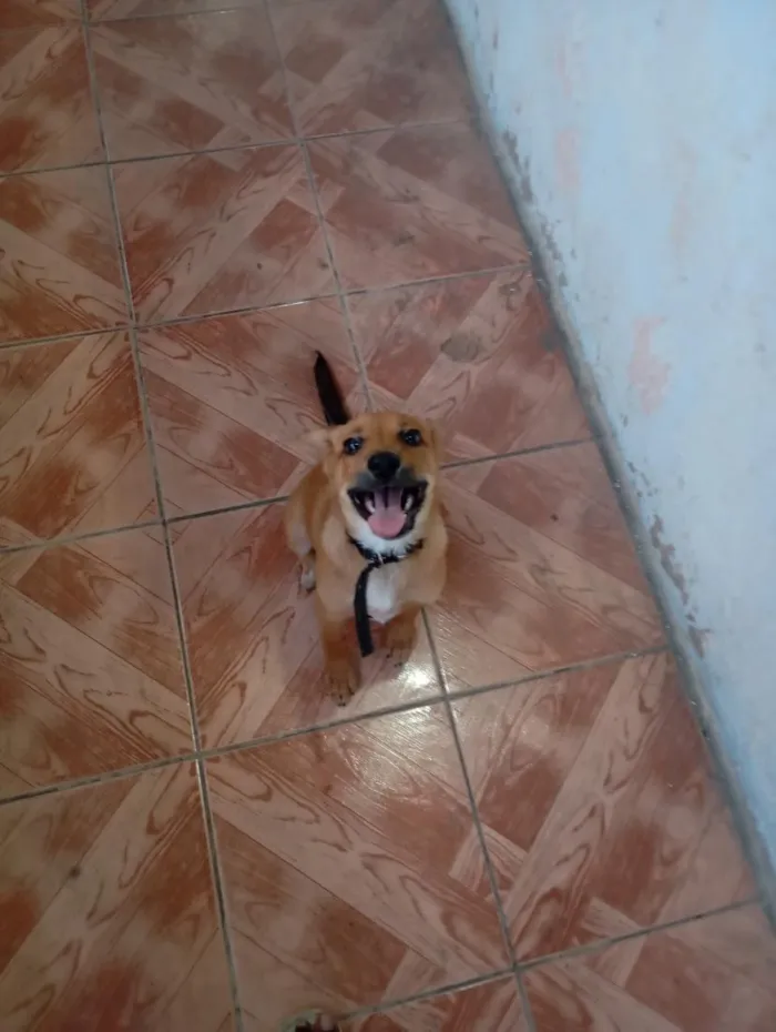 Cachorro raça SRD-ViraLata idade 2 a 6 meses nome Tobias