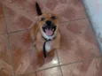 Tobias