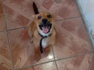 Cachorro raça SRD-ViraLata idade 2 a 6 meses nome Tobias