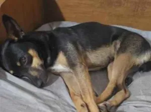 Cachorro raça SRD-ViraLata idade 4 anos nome Hanna