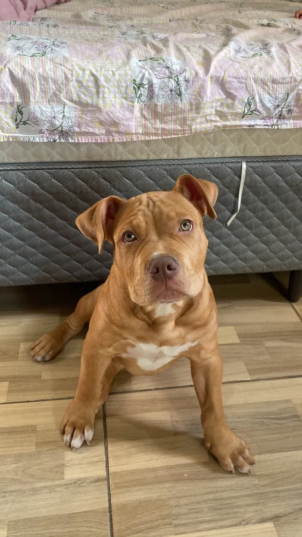 Cachorro raça Pit-Bull idade 2 a 6 meses nome Brucce 