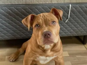 Cachorro raça Pit-Bull idade 2 a 6 meses nome Brucce 