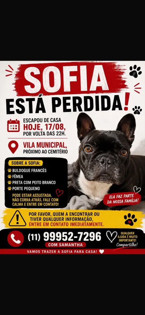 Cachorro raça SRD-ViraLata idade 4 anos nome Sofia