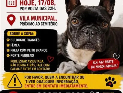 Cachorro raça SRD-ViraLata idade 4 anos nome Sofia