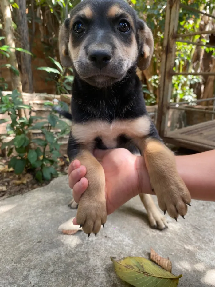 Cachorro raça SRD-ViraLata idade 2 a 6 meses nome Pérola 