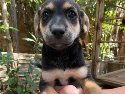 Cachorro raça SRD-ViraLata idade 2 a 6 meses nome Pérola 