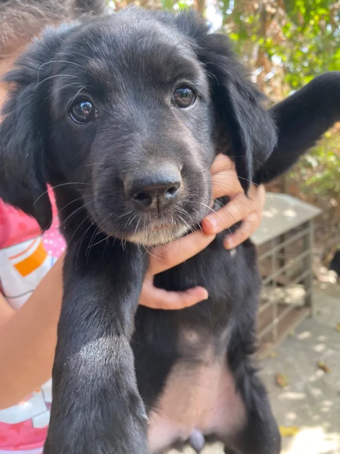Cachorro raça SRD-ViraLata idade 2 a 6 meses nome Pandora
