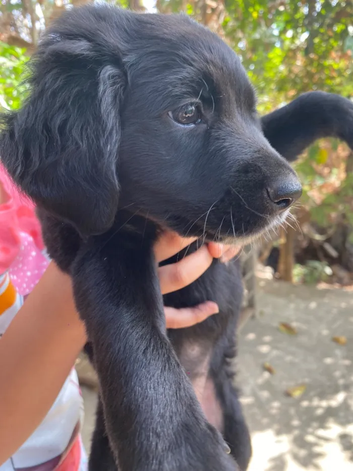 Cachorro raça SRD-ViraLata idade 2 a 6 meses nome Pandora