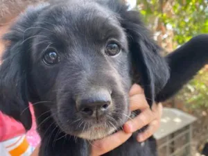Cachorro raça SRD-ViraLata idade 2 a 6 meses nome Pandora